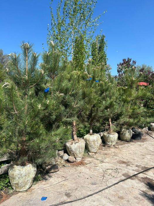Сосна крымская 2,7-3метр