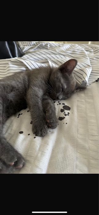 кошки 4  месяцаа