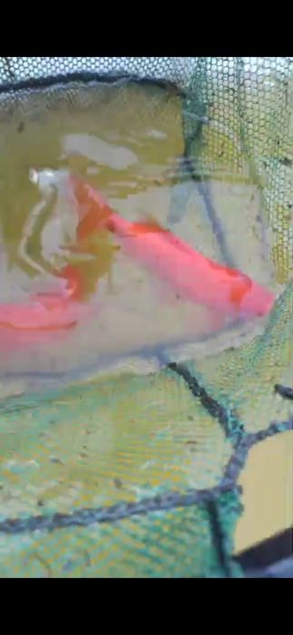 Рыба прудовая камета