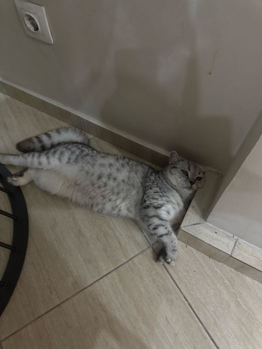 Скотиш страйт кошечка