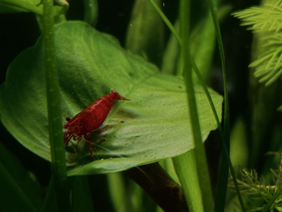 Продавам два аквариума с пълно оборудване – готови за ползване