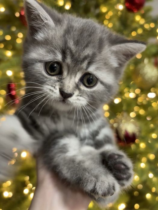 Британская девочка