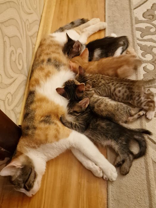 Котята в добрые руки