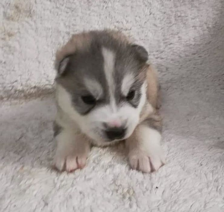 Щенки очаровательной хаски