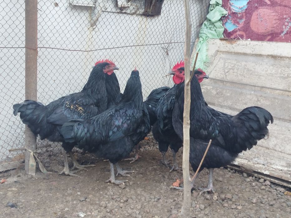 Продается петухи и курицы порода Жерси