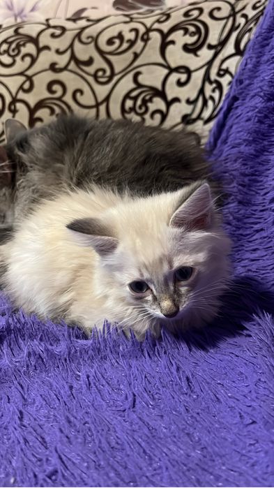 Отдам котенка в добрые руки