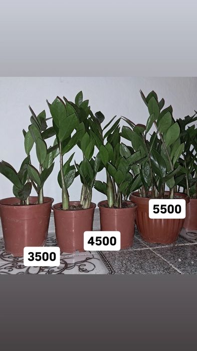 Разное продается Мырзакент