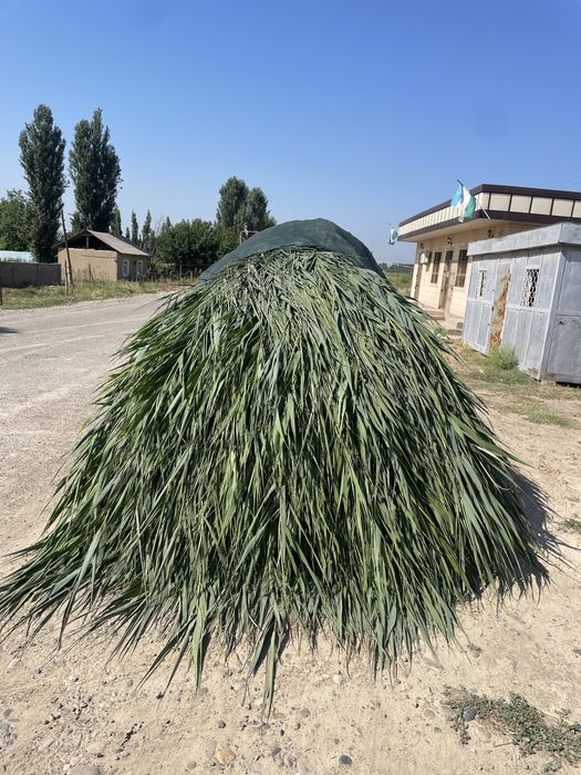 Lomboz ga qamich