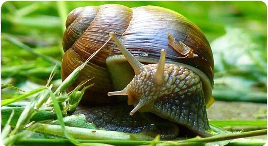 Натурален крем с екстракт от охлюви