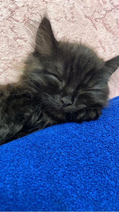 Котенок в добрые руки
