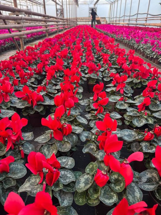 Siklamen Primula Geran gullari sotiladi
