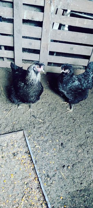 Vând ouă de găini araucana verzi și albe