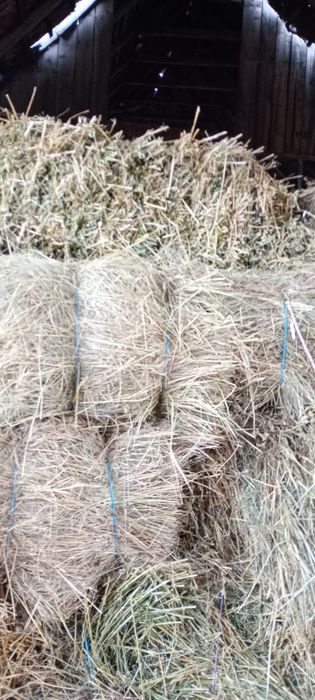 Baloți lucernă/ fân coasa 2-3