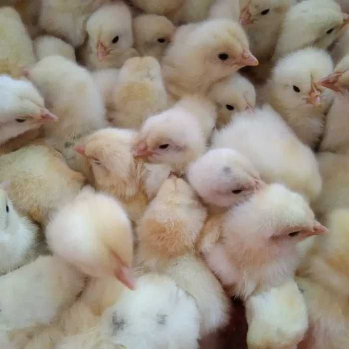 Товуқ ва курка жўжалари