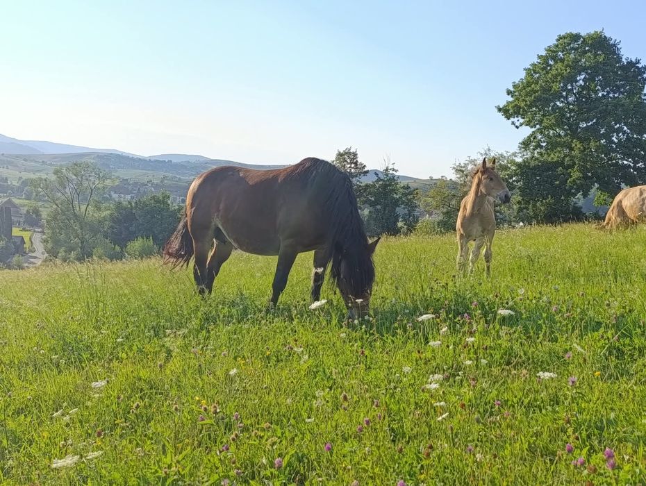 Vând iapă cu mânz