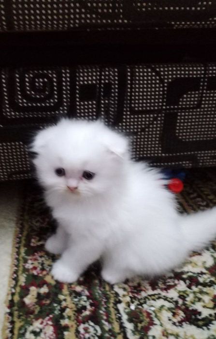 Продается Шотландские котята