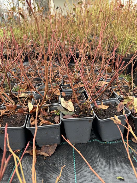 Американска боровинка  саксия с2 на цената на саксия Р9