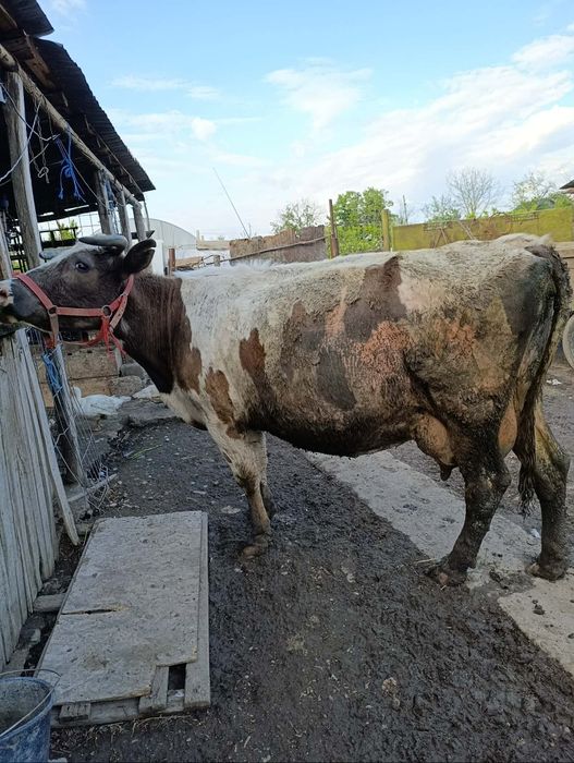 Vaca de vânzare .