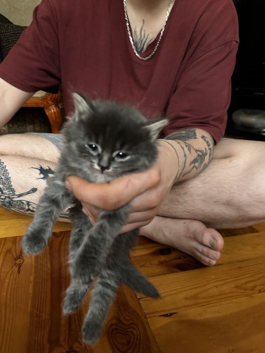 Отдам котят в хорошие руки