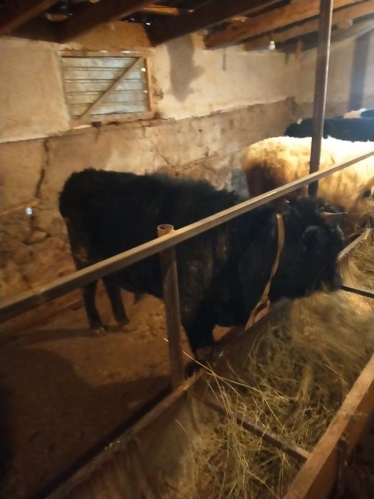 Бычки полторашки,местный