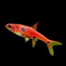 В продаже микрорасборы борарас, земляничные. Небольшие рыбки для нано
