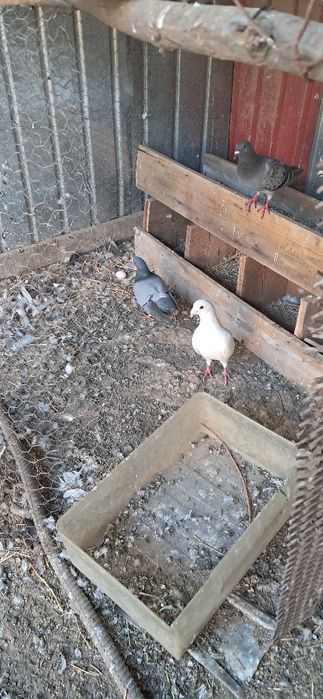 Porumbei de vânzare