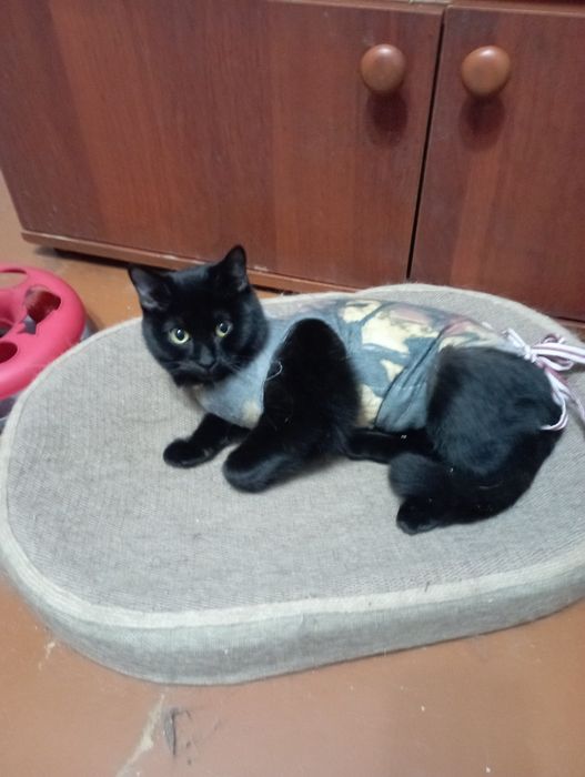 Пристраивается в добрые руки  котенок