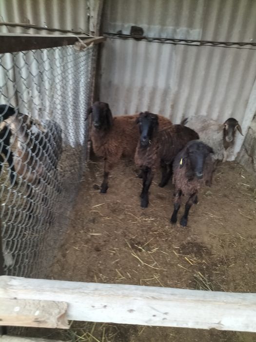 Бараны токты  кассап бар