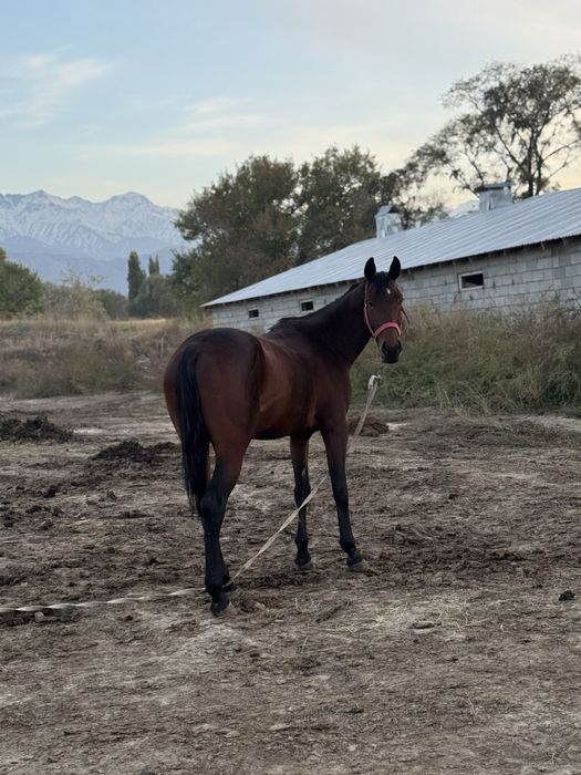 Продам жеребчика