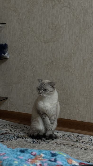 Продам кошку в хорошие руки