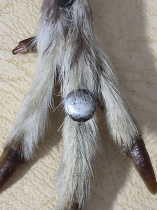 Broșă veche vanatoare