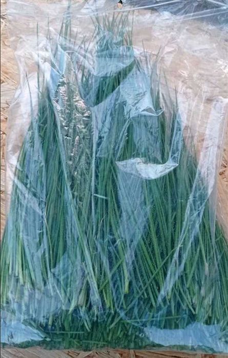 Răsaduri mentaolandeza cimbrisor salvie busuioc