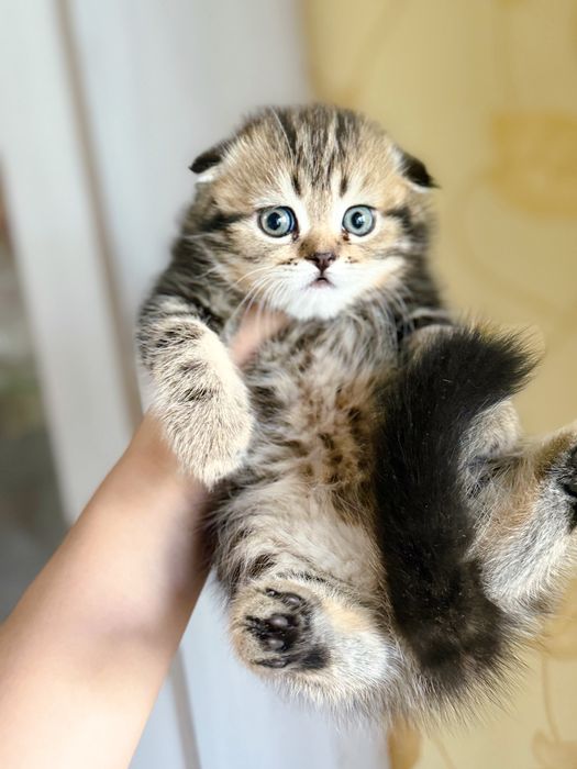 Чистокровные котята
