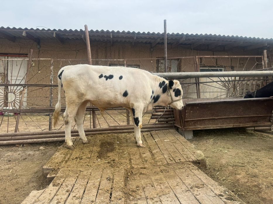 1жасар өгіз сатылады.