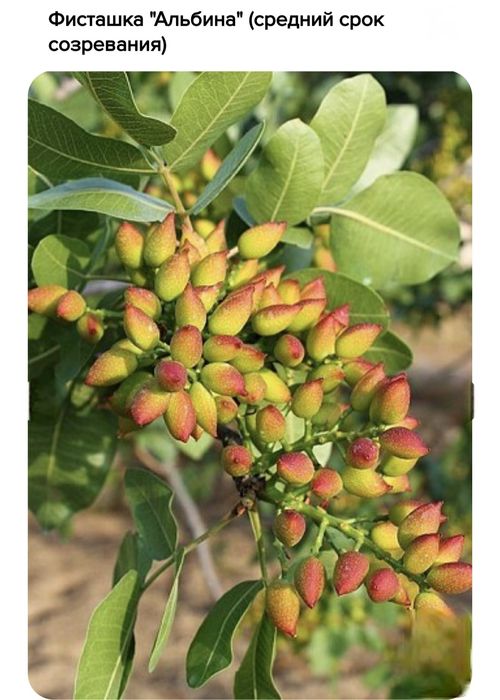 Фисташки, саженцы