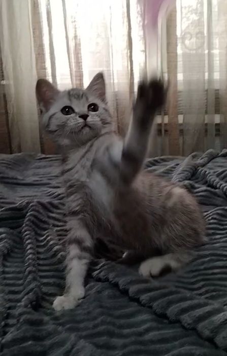 Скоттиш страйт. Девочка.