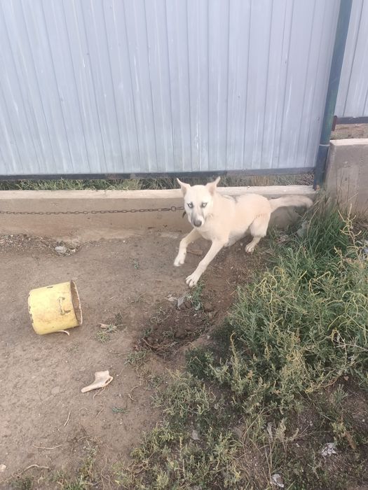 Сабакка пол хаски