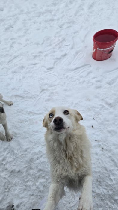 Cățel/Cățeii spre adopție