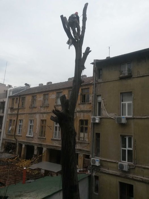 Рязане на опасни дървета