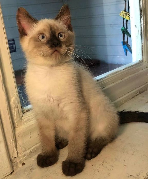 продается котенок мальчик