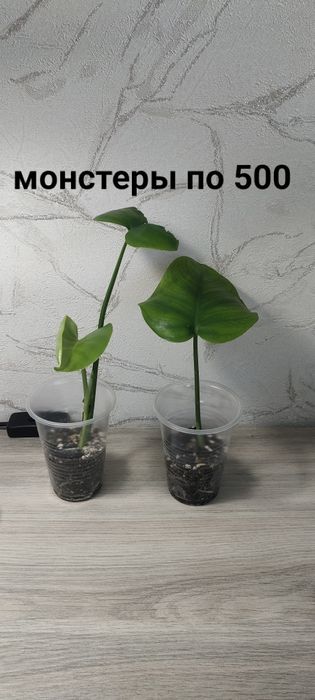 В продаже комнатные цветы