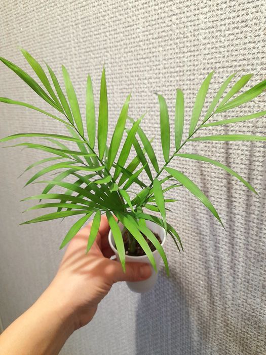 Продам Хомедорея