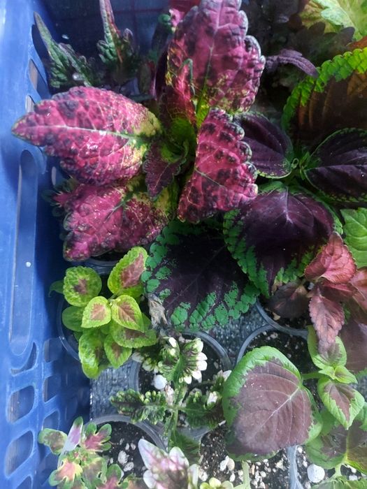 Продам колеусы ук