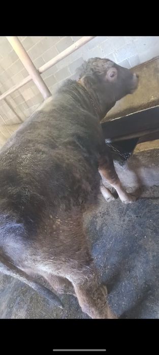 Продам упитанных бычков!