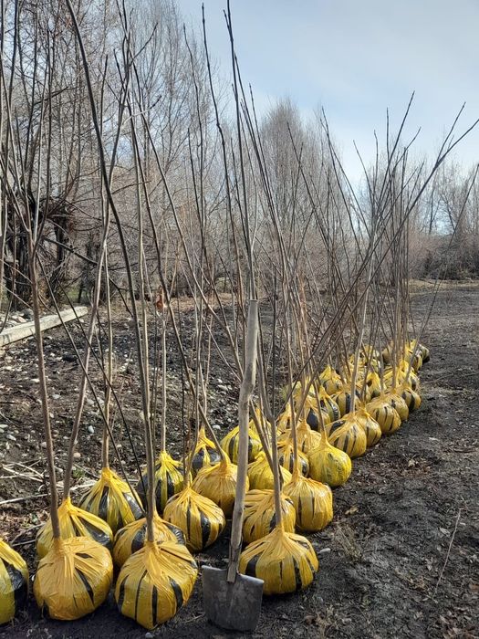Саженцы оптом и врозницу