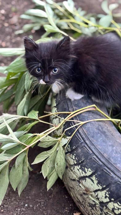 Отдам котят, котята