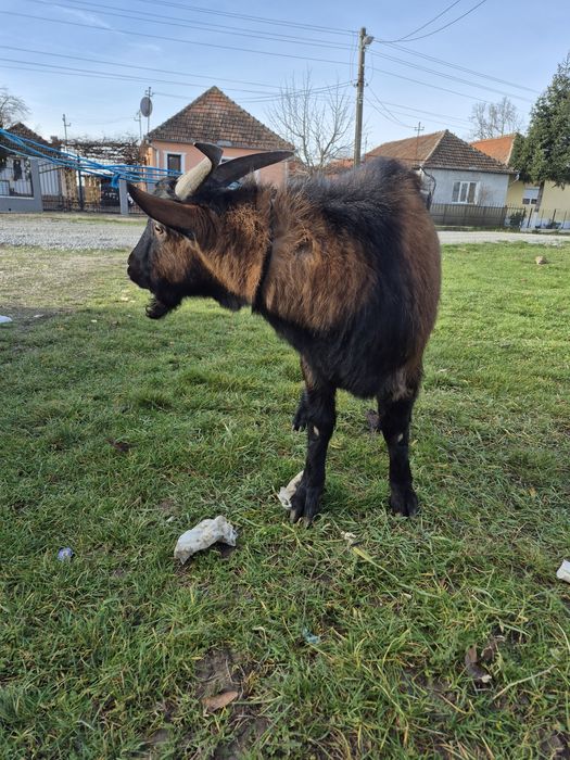 Tap tanar,de 8 luni.
