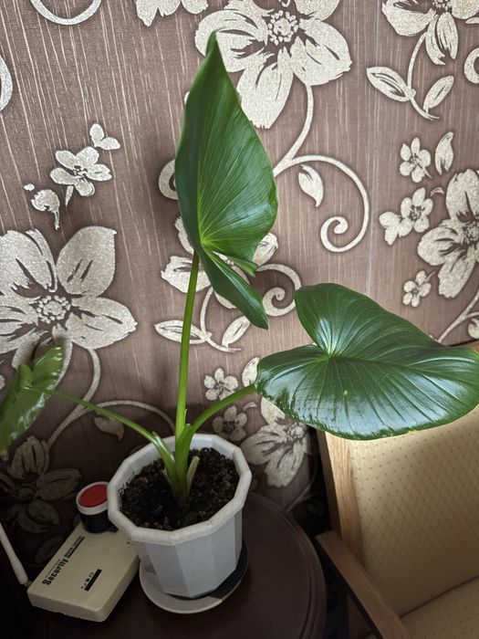 Цветок Калла (Белокрыльник)