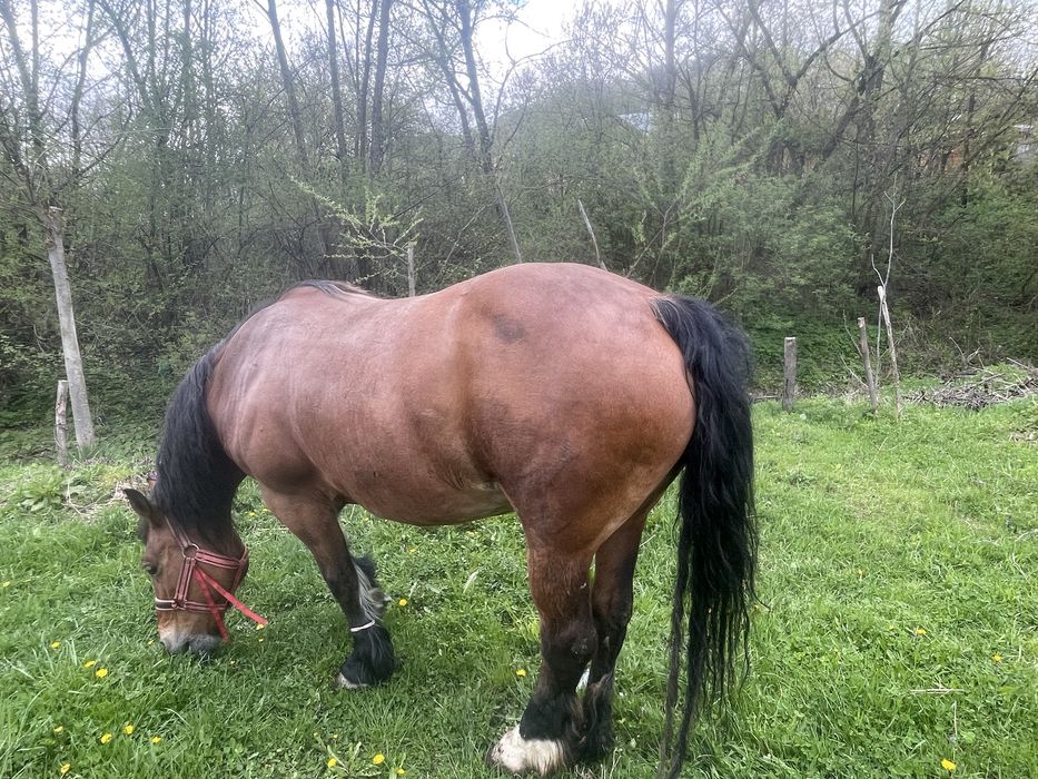 Vand iapă semi-grea  varstă 6 ani 0729381659