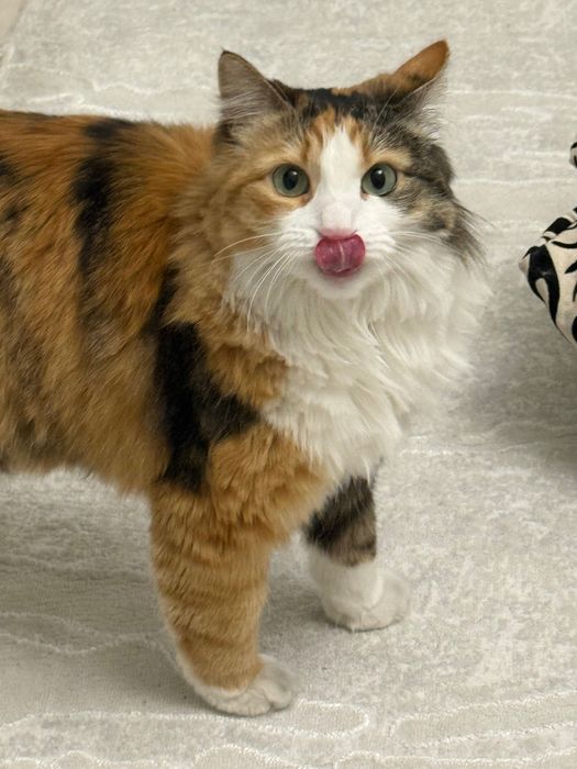 Трехцветная кошка